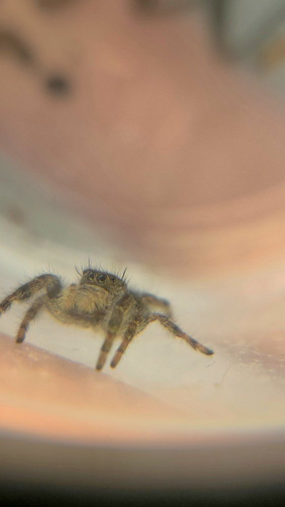 jumping spiders cheap
