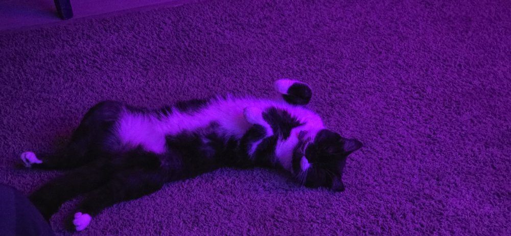 Lola 