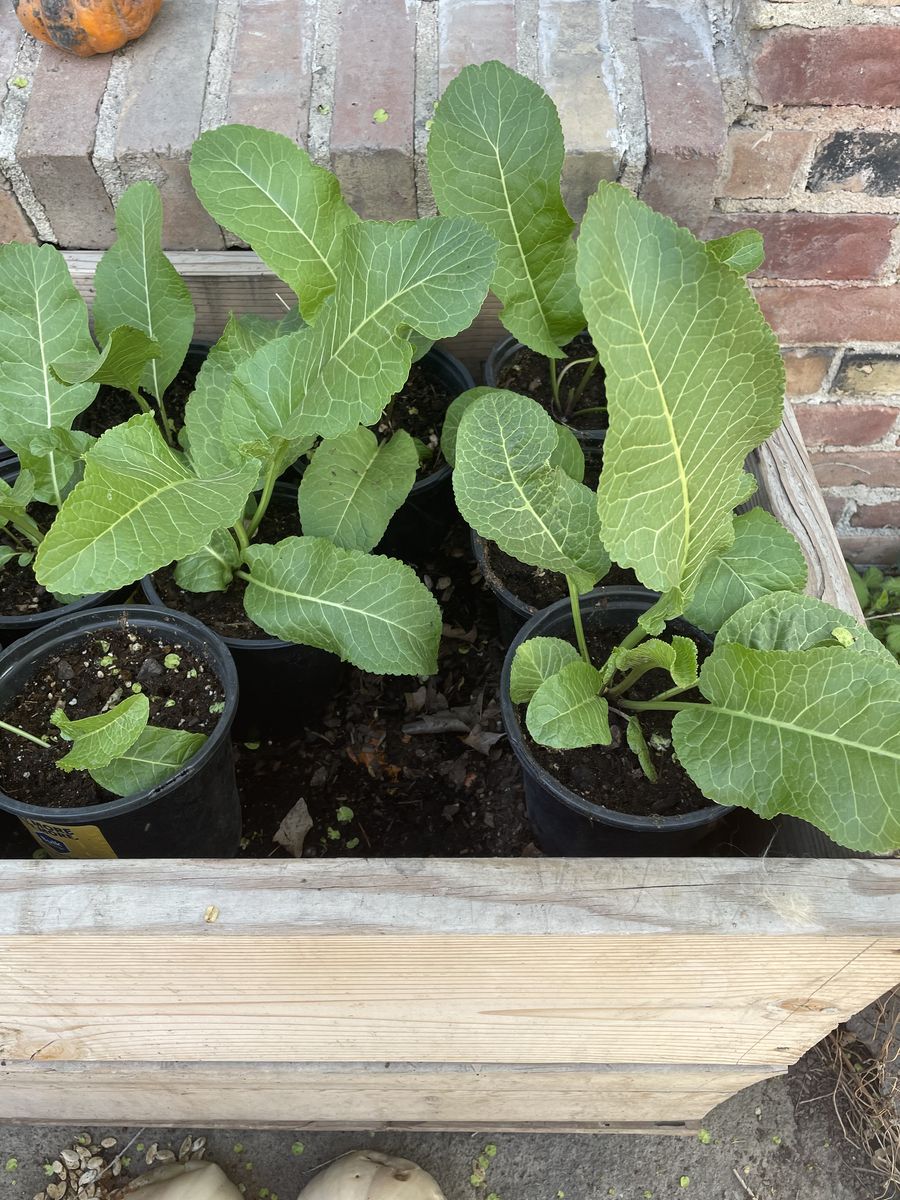 Started Horseradish Roots 1 Gallon