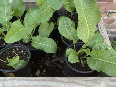 Started Horseradish Roots 1 Gallon