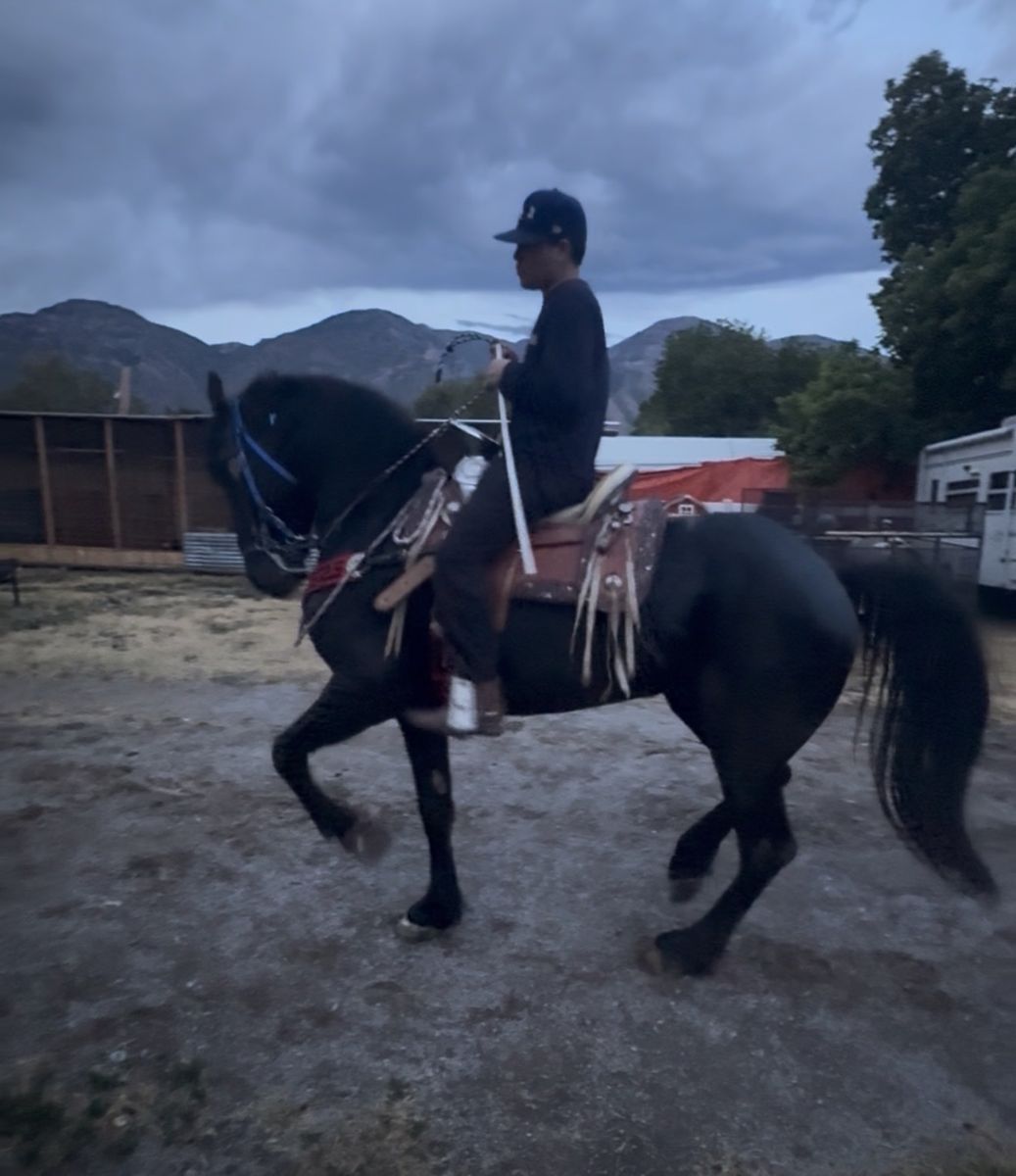 Freisian stallion jasper 366 lines