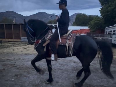 Freisian stallion jasper 366 lines