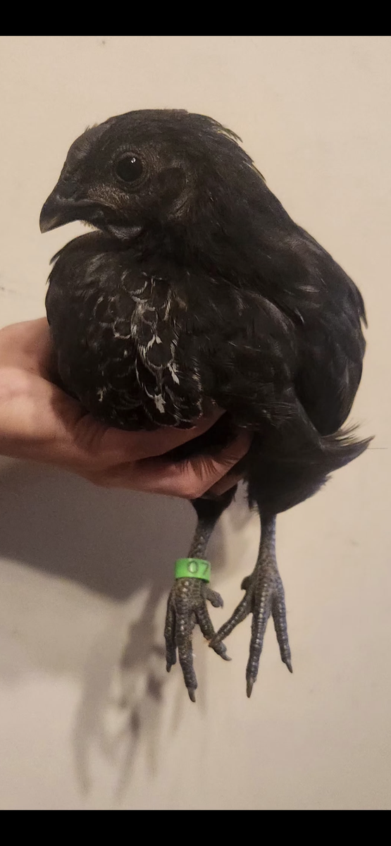 Ayam cemani x deathlayer cockerel