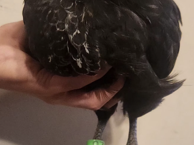 Ayam cemani x deathlayer cockerel