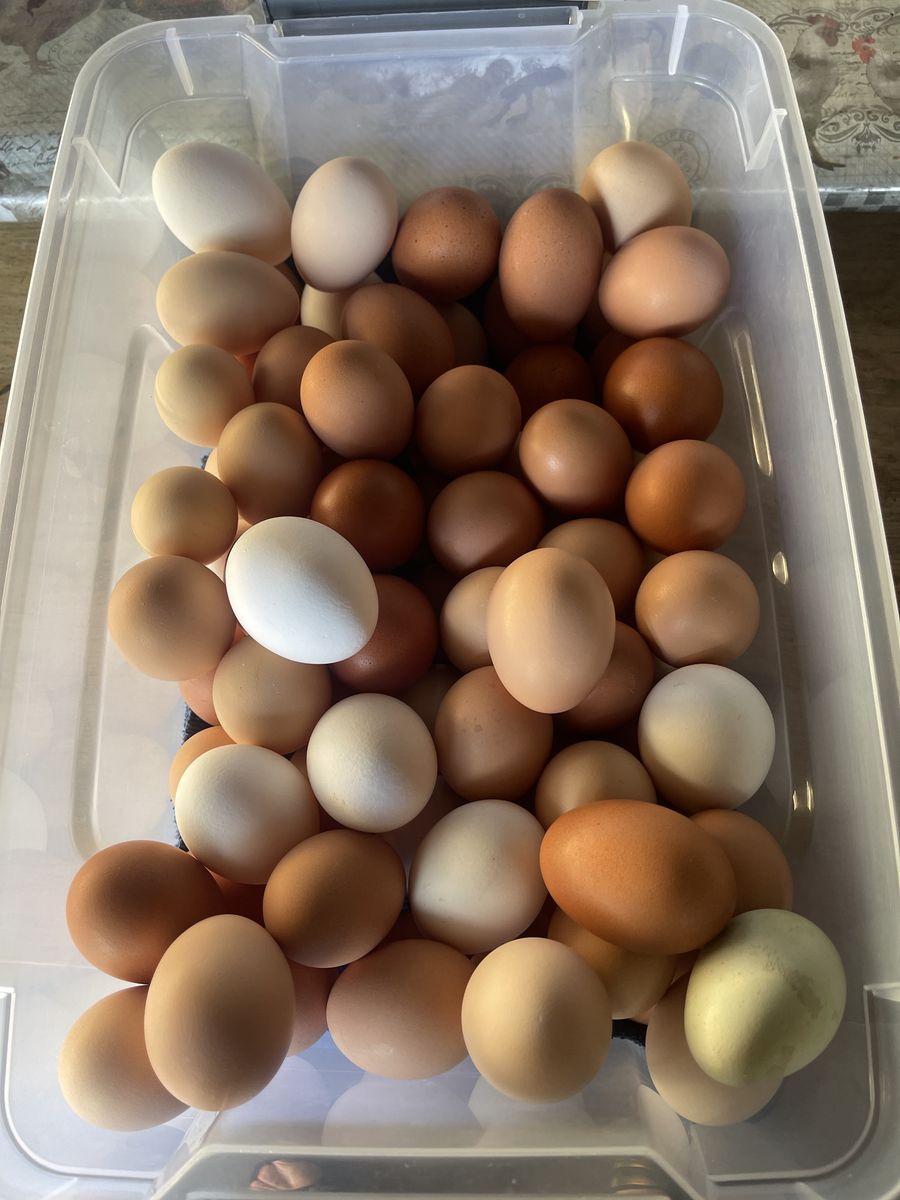 Fresh Eggs-$7.00 Dzn will Deliver see Description