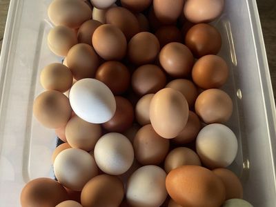 Fresh Eggs-$7.00 Dzn will Deliver see Description