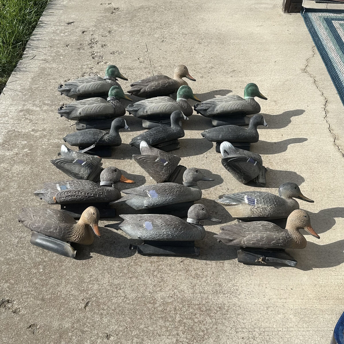 18 hunting ducks