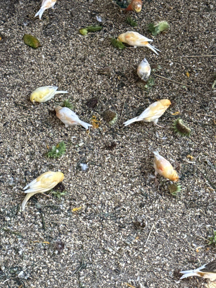 Canaries 