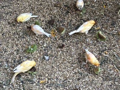 Canaries