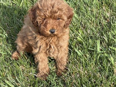 Chocolate | Teddy Bear | Red Colors - F1B Micro Mini Goldendoodle Puppies