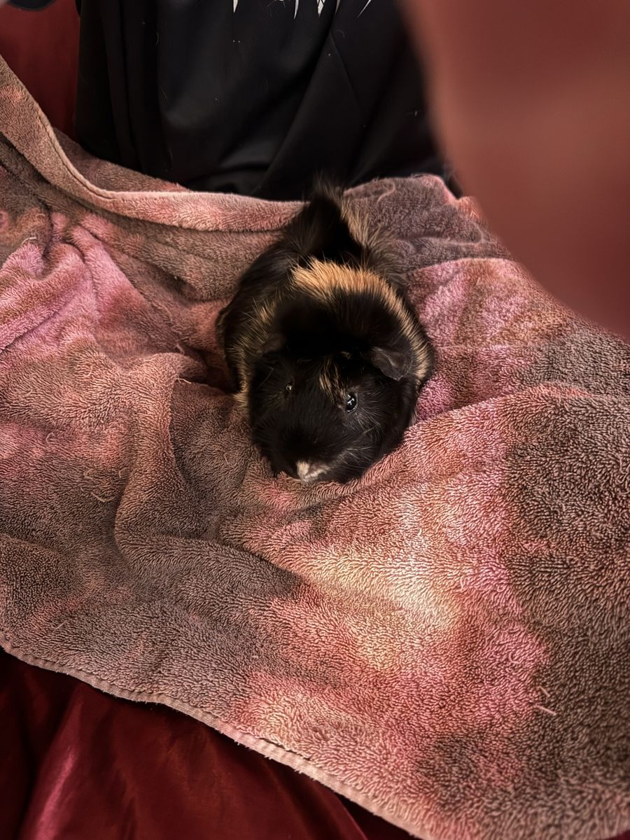 Beautiful boy Guinea pig