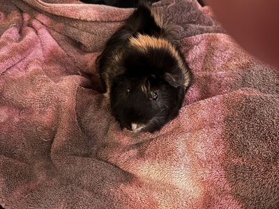 Beautiful boy Guinea pig