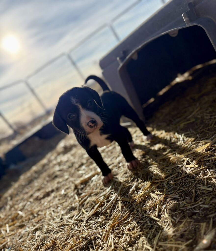 Beagle Boarder Collies
