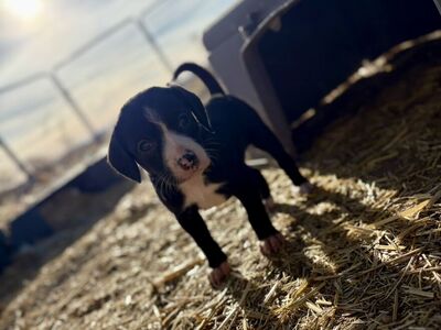 Beagle Boarder Collies