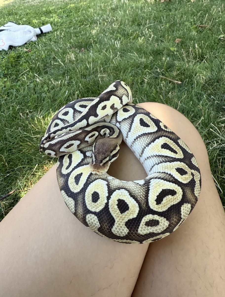 2 year old female Pastel Mojave ball python