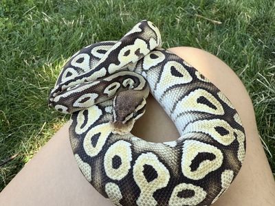 2 year old female Pastel Mojave ball python