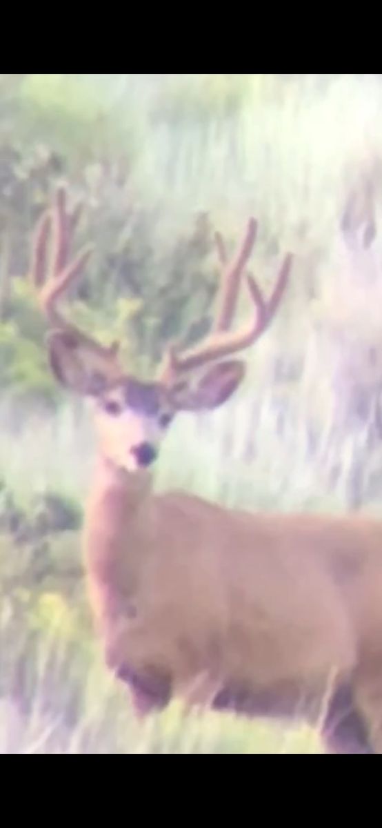 2 Landowner deer tags with access