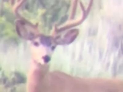 2 Landowner deer tags with access