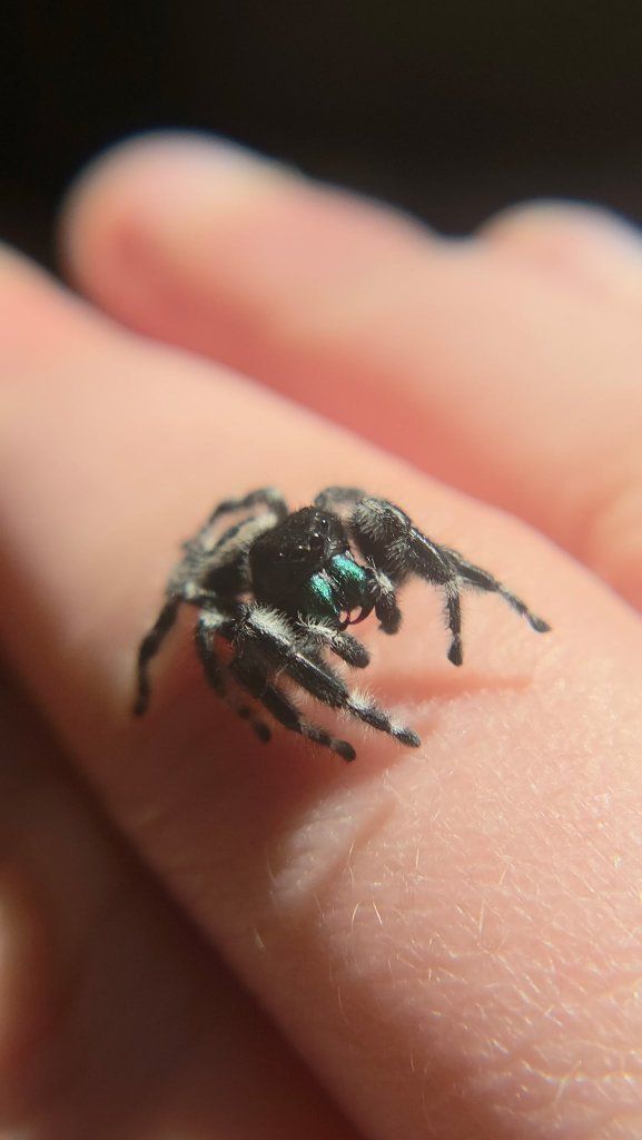 Male regal jumping spider
