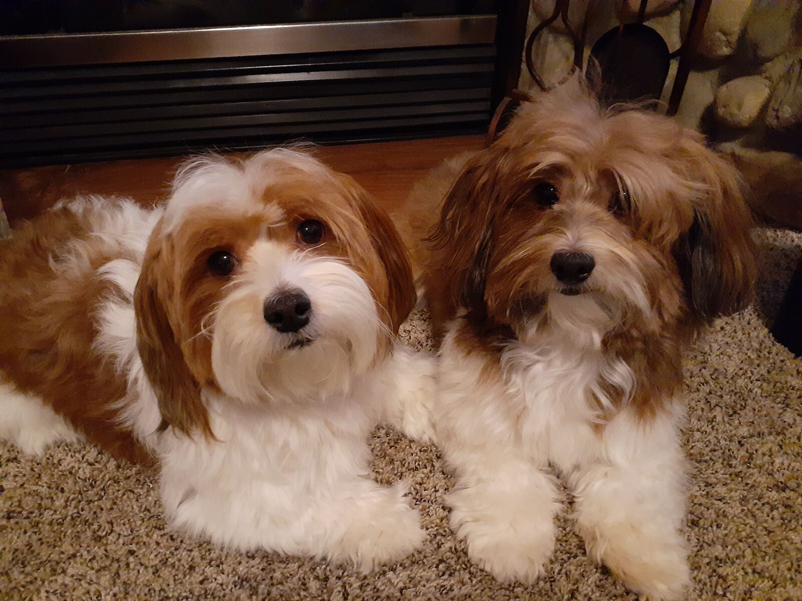 2 GORGEOUS AKC HAVANESE STUDS