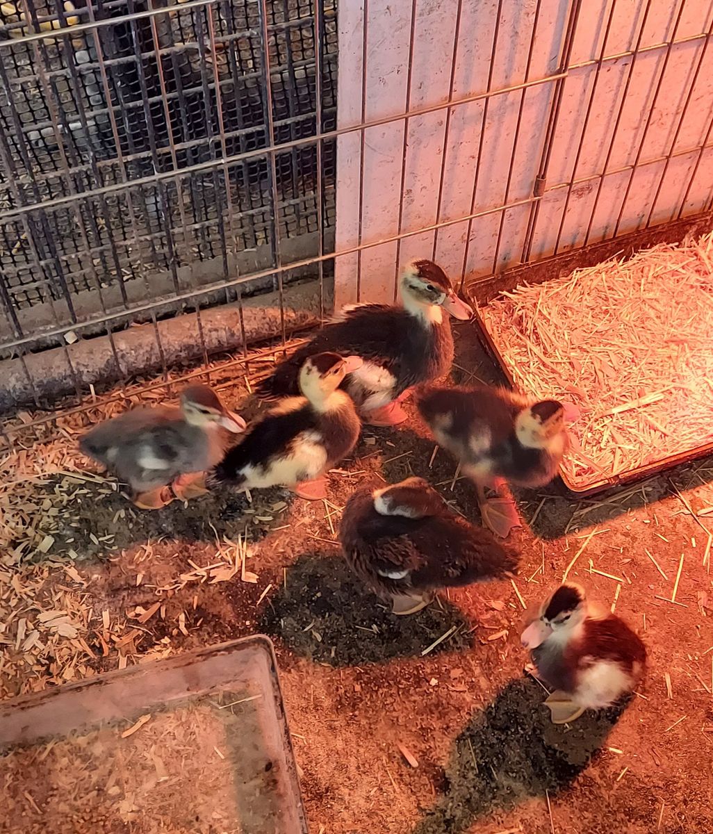 Call ducklings