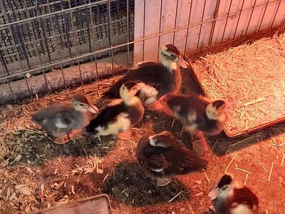 Call ducklings
