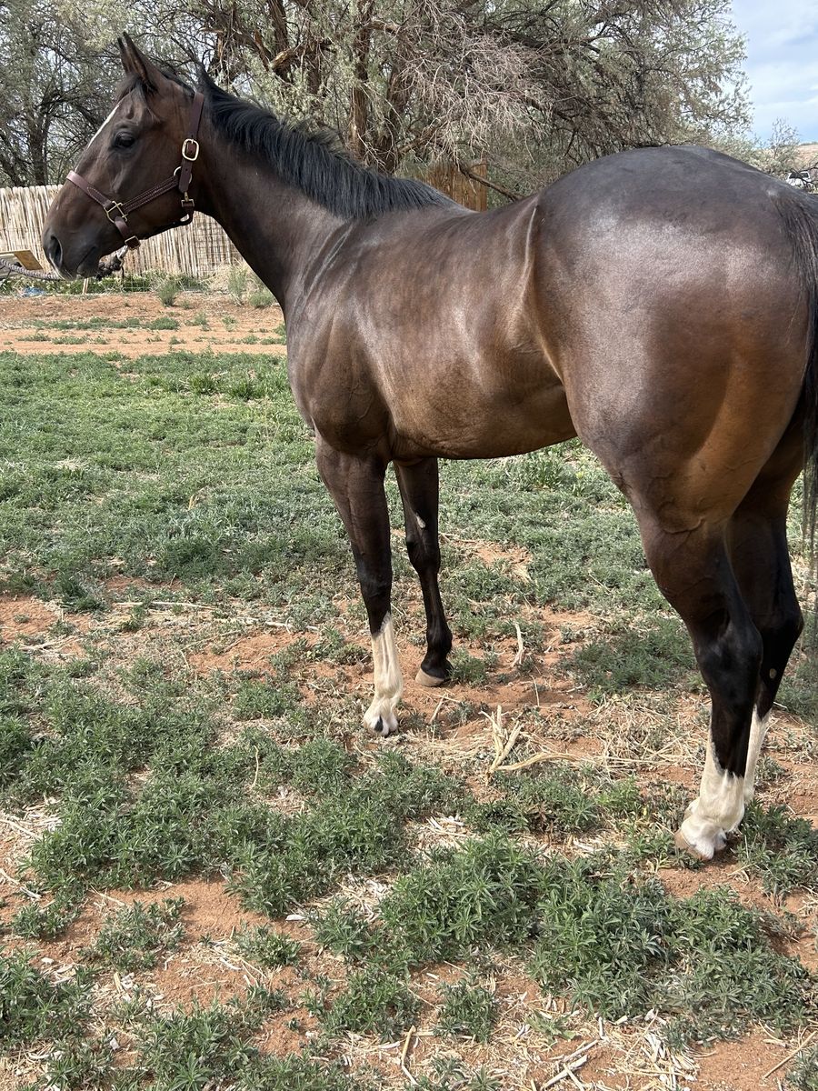 horse for sale