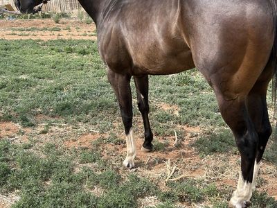 horse for sale