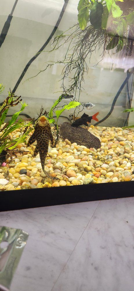 Aquarium Starter Kit: Tank, Filter Pads, Water Conditioner, Fish Food, Decor, Net