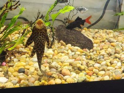 Aquarium Starter Kit: Tank, Filter Pads, Water Conditioner, Fish Food, Decor, Net