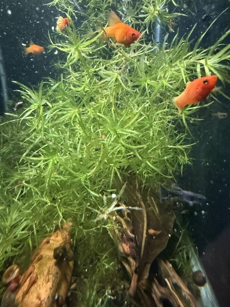 Guppy Grass