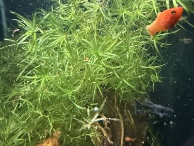 Guppy Grass