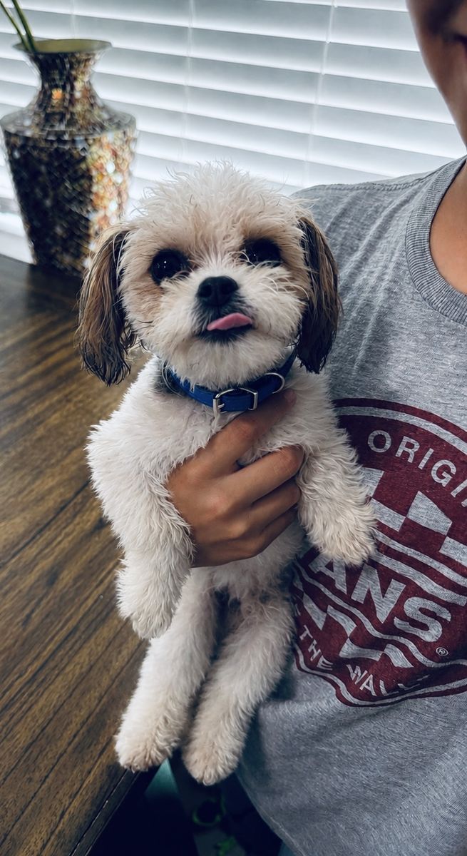 Cavapoo puppy
