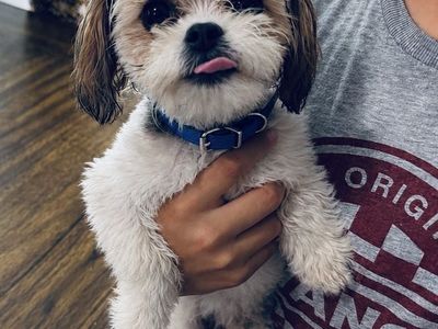 Cavapoo puppy
