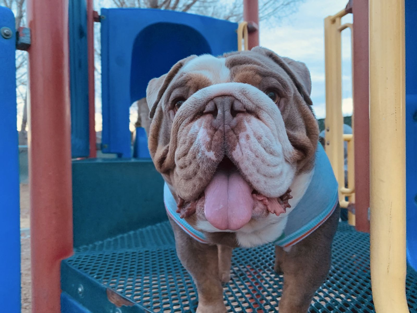 English Bulldog Stud