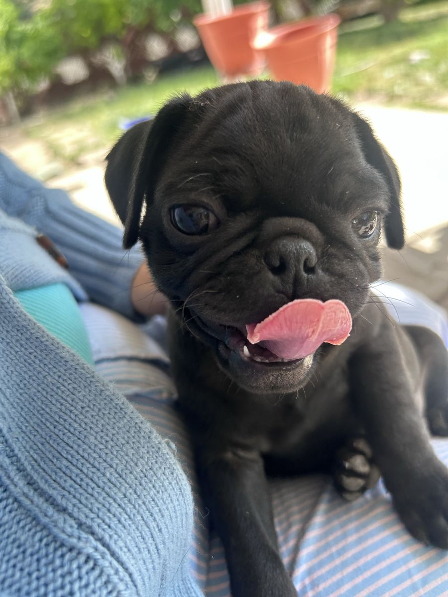 Pup puppies for sale