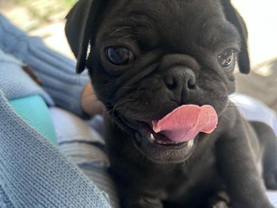 Pup puppies for sale