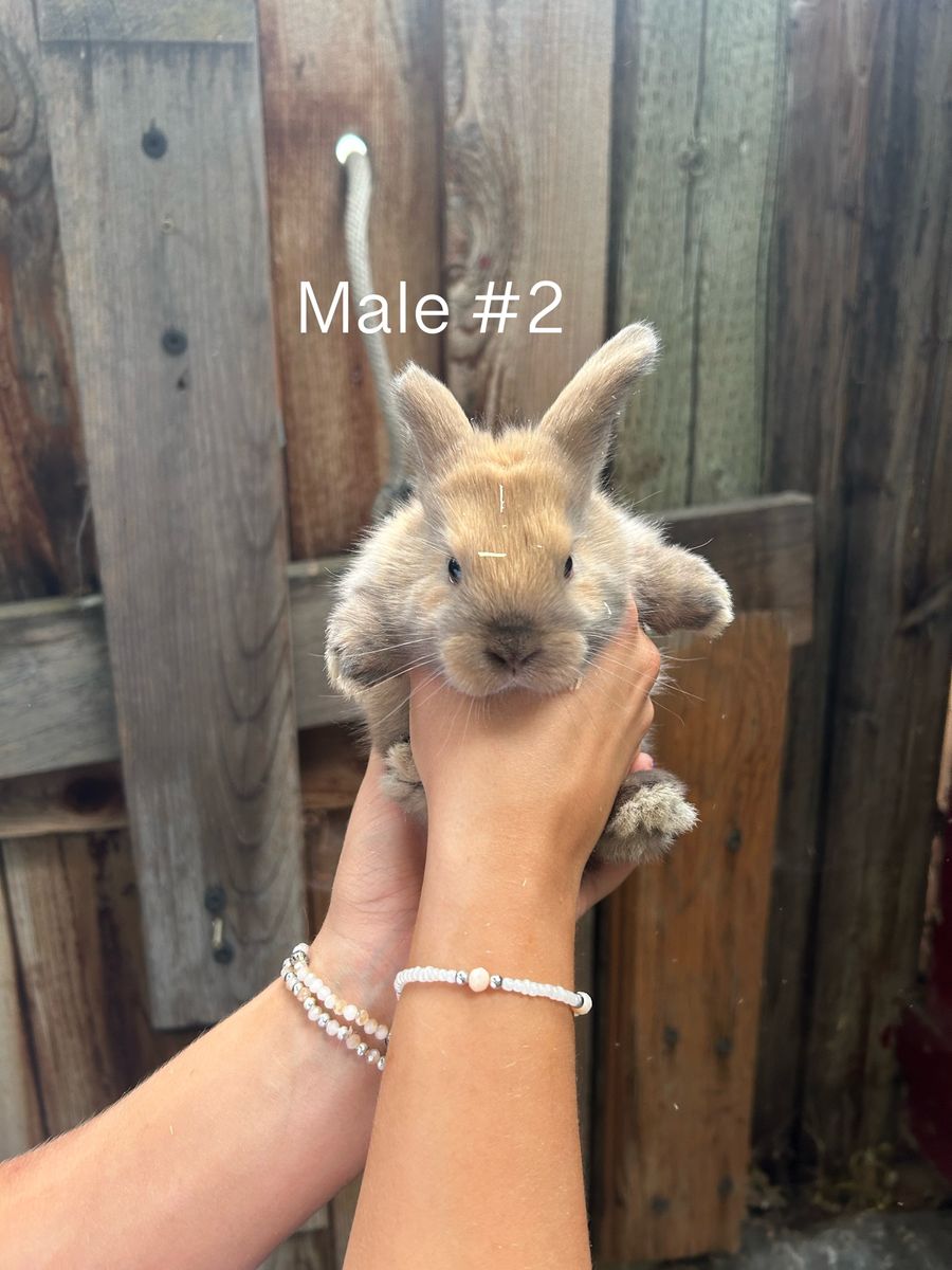 Main image 5