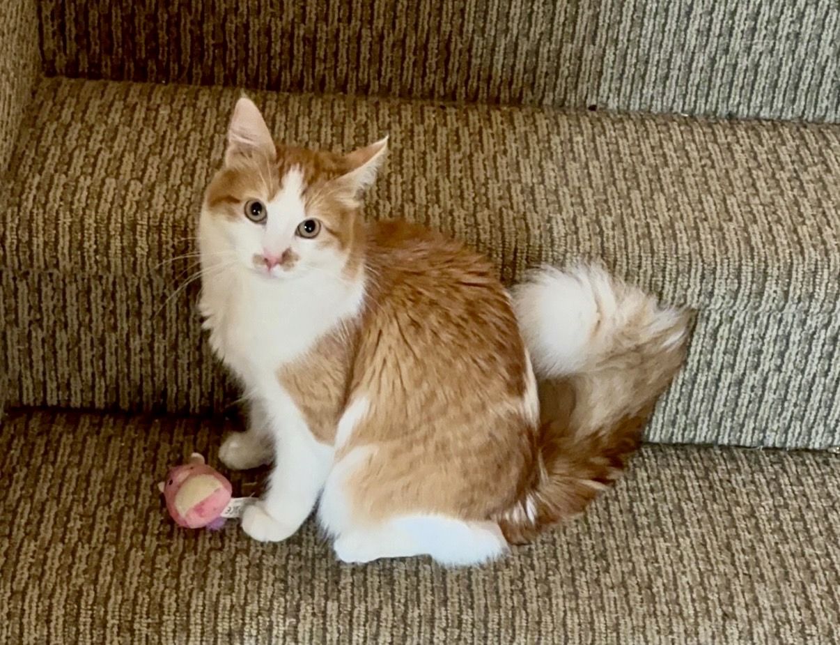 Looking For Male Stud Cat To Breed With My Female