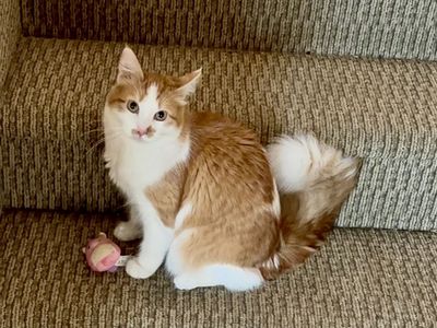 Looking For Male Stud Cat To Breed With My Female