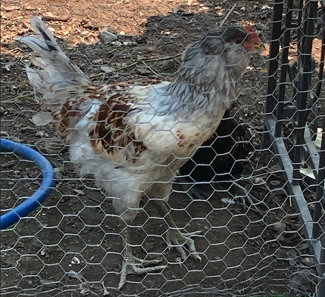 Rooster (3 months old)