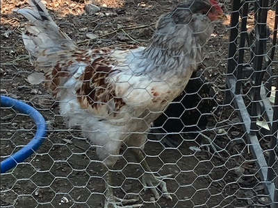 Rooster (3 months old)