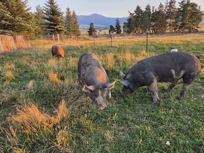 Mangalitsa and Berkshire Butcher and Breeder Pigs
