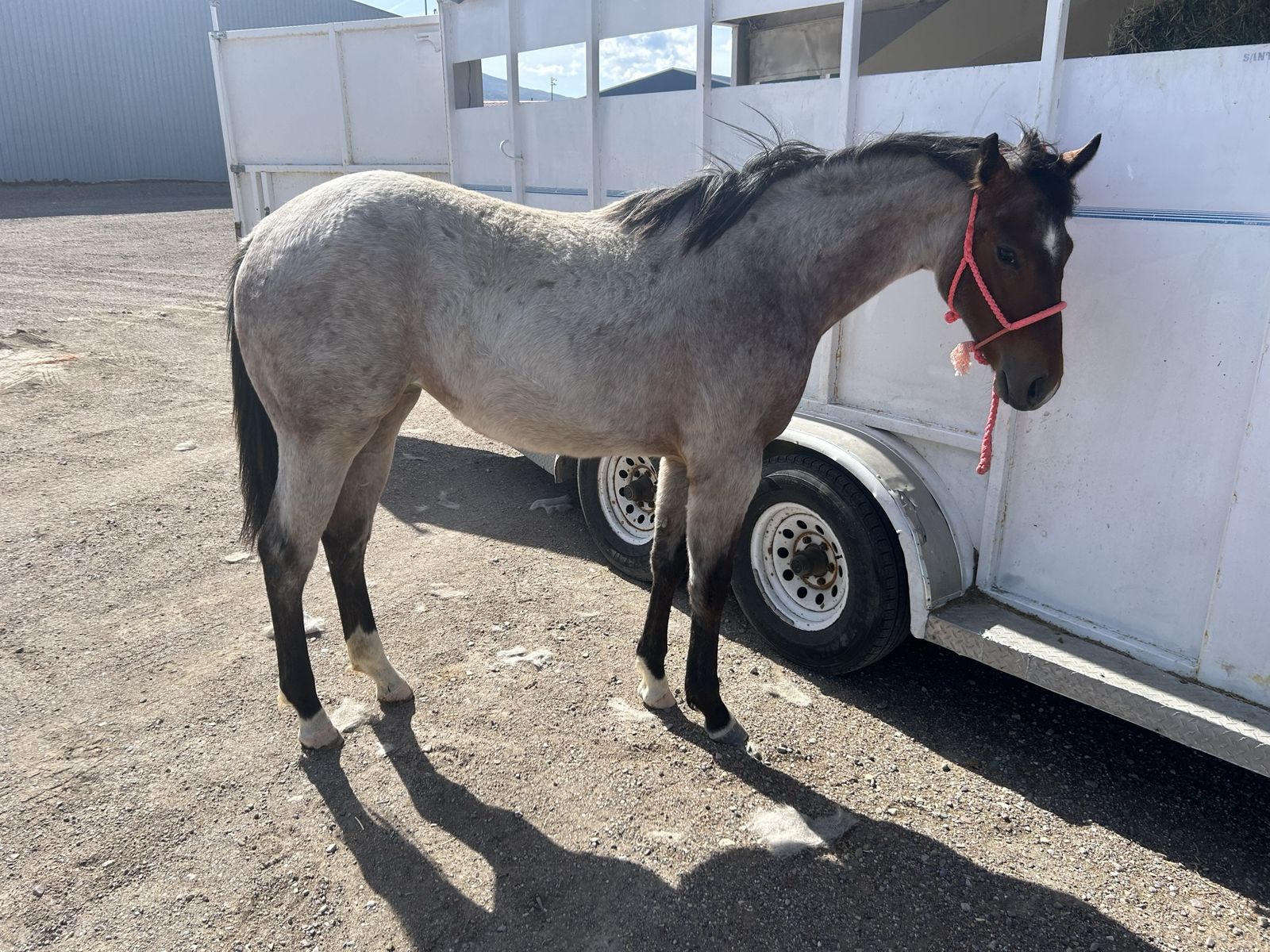 2025 bay roan filly