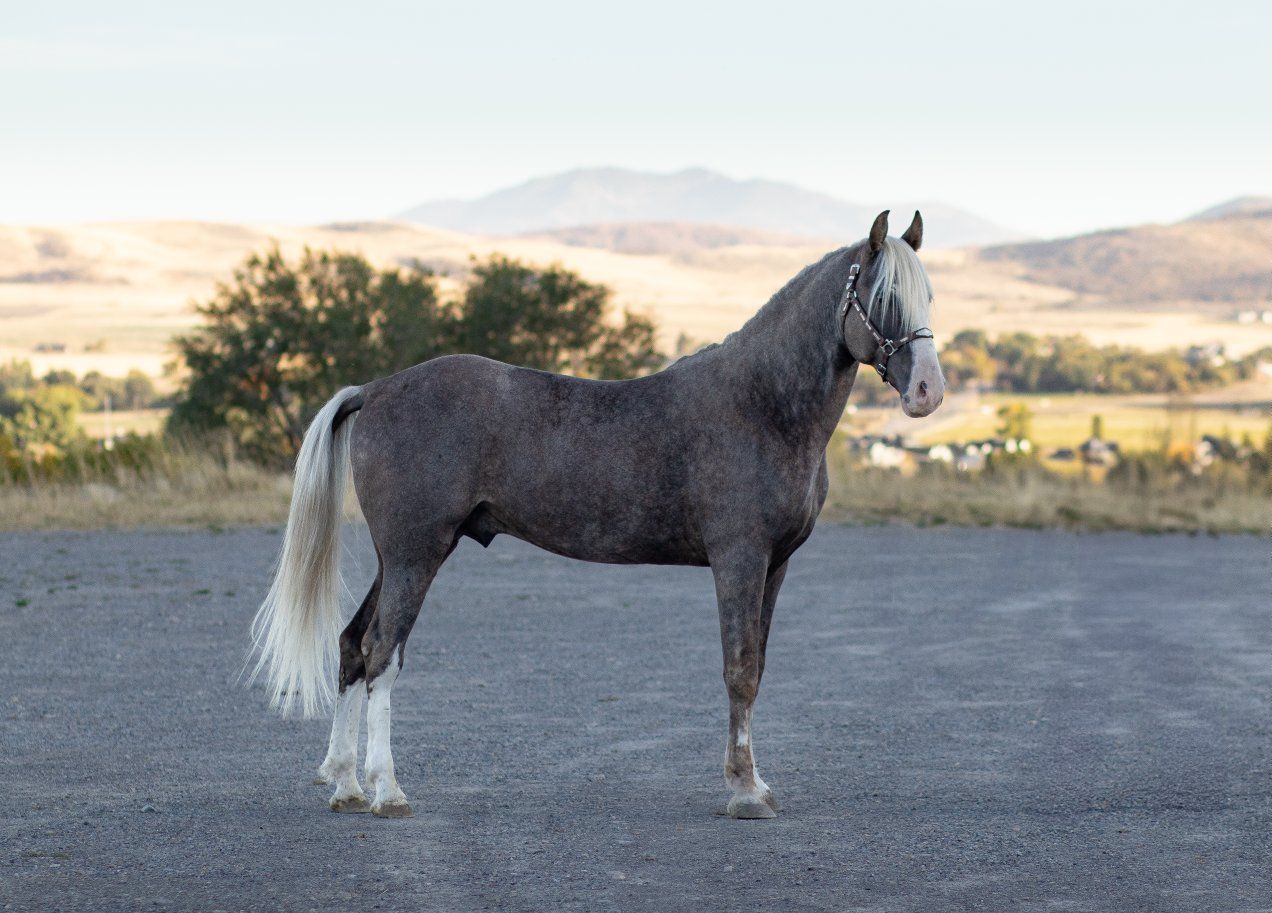 Silver Sabino Tennessee Walking Horse Stallion
