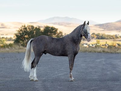 Silver Sabino Tennessee Walking Horse Stallion