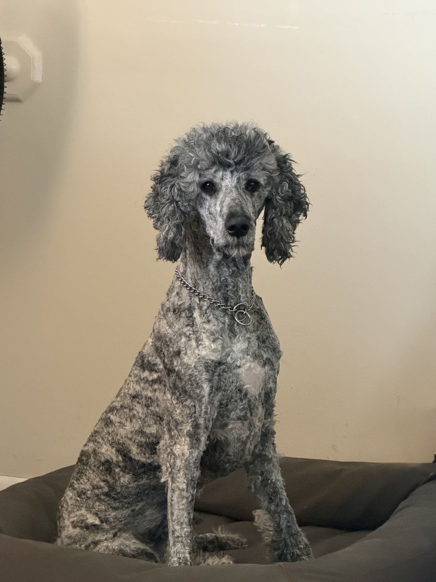 Standard Poodle - Unique Brindle Color