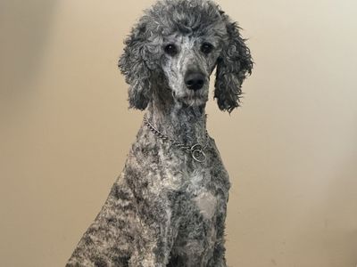 Standard Poodle - Unique Brindle Color