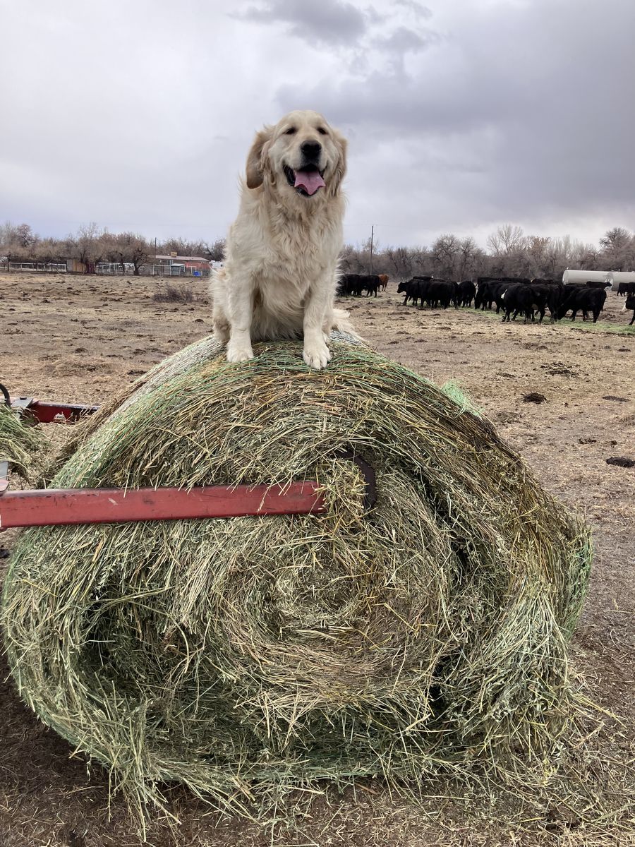 Female golden retriever 