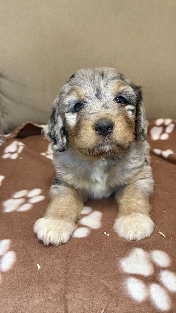 Bernedoodle puppies